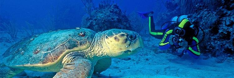 St Lucia Diving | Diving St Lucia